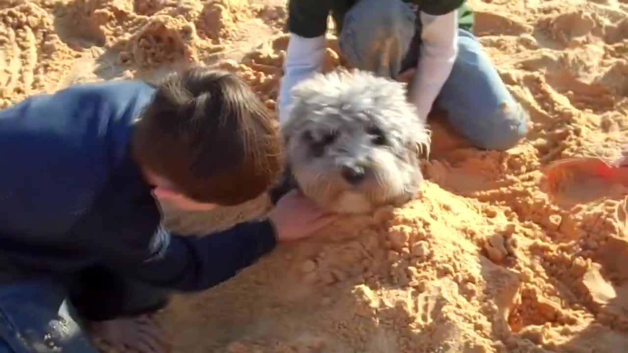 Videos of Random Babies on the Beach Playing with their daddies