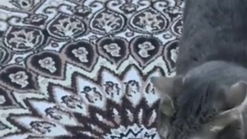 Video 2//: cute funny videos animals 2024...