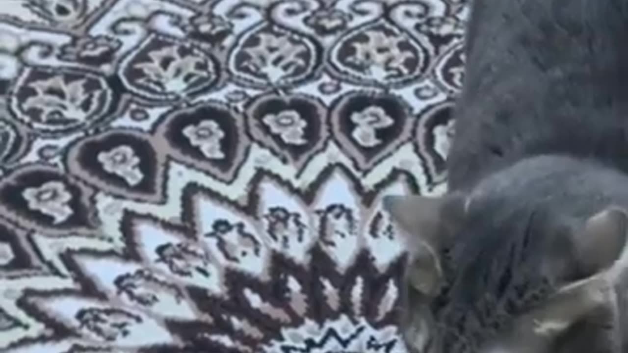Video 2//: cute funny videos animals 2024...