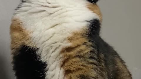 a focused cat