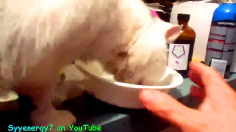 'GoldDigger' the CAT and 'Putin', Carbon C60 Purple Power, DEC 18, 2017