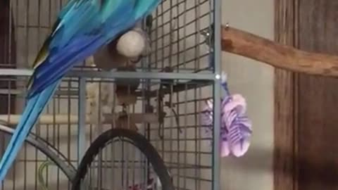 parrot looking for owner