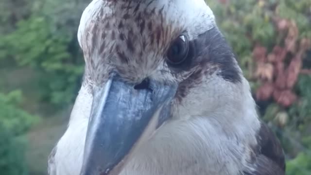 Adorable Kookaburra wears cool hat