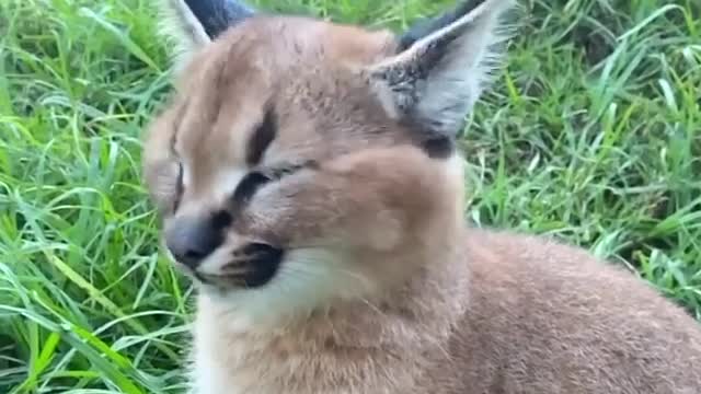 Animal funny action in camera