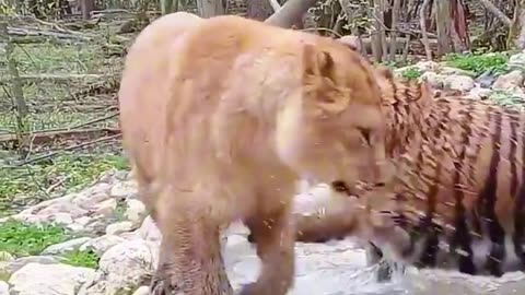 The tiger with water ,#happy happy with lion king.