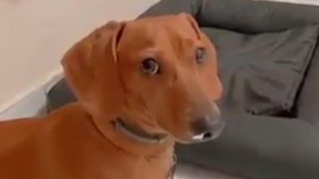 playful dog passing by your screen