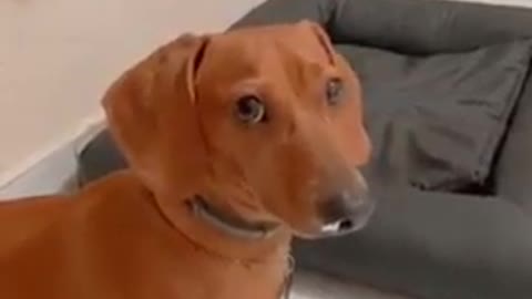 playful dog passing by your screen