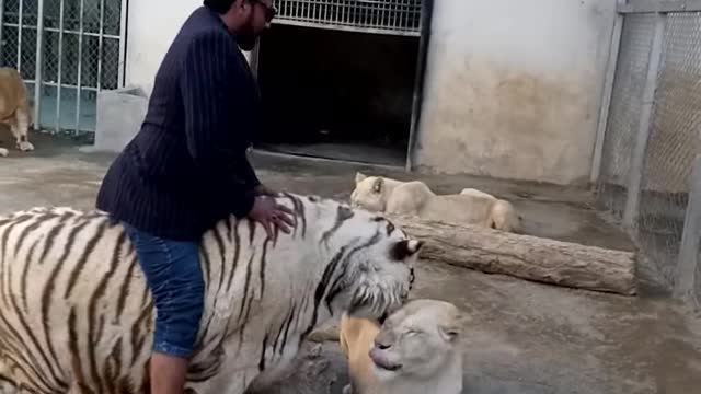 Man pets huge white tiger and lioness!!