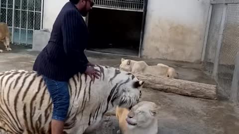 Man pets huge white tiger and lioness!!