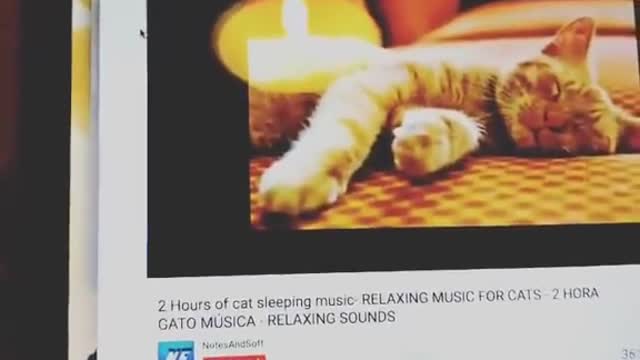 Relaxing music and our cat.