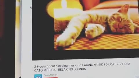 Relaxing music and our cat.