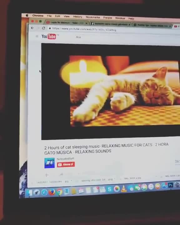 Relaxing music and our cat.