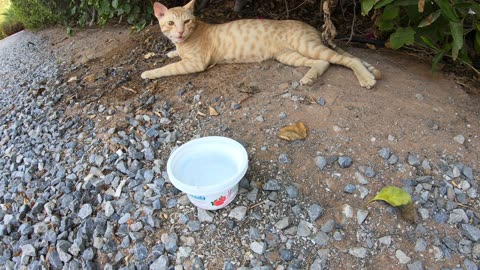 ED SHEERAN - Homeless cat in Ras Al Khaimah, UAE #cat #cats #EdSheeran #emirates #rak #ae #UAE #food