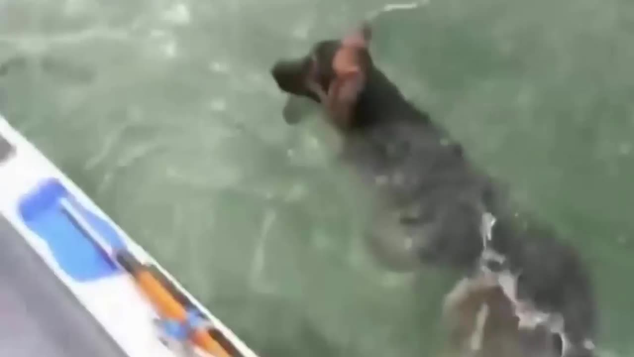 Funny Animals - Crazy Dogs Compilation