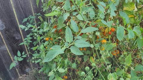 A Look At Our Sun Gold Cherry Tomato Plant In Fall - It's Still Loaded