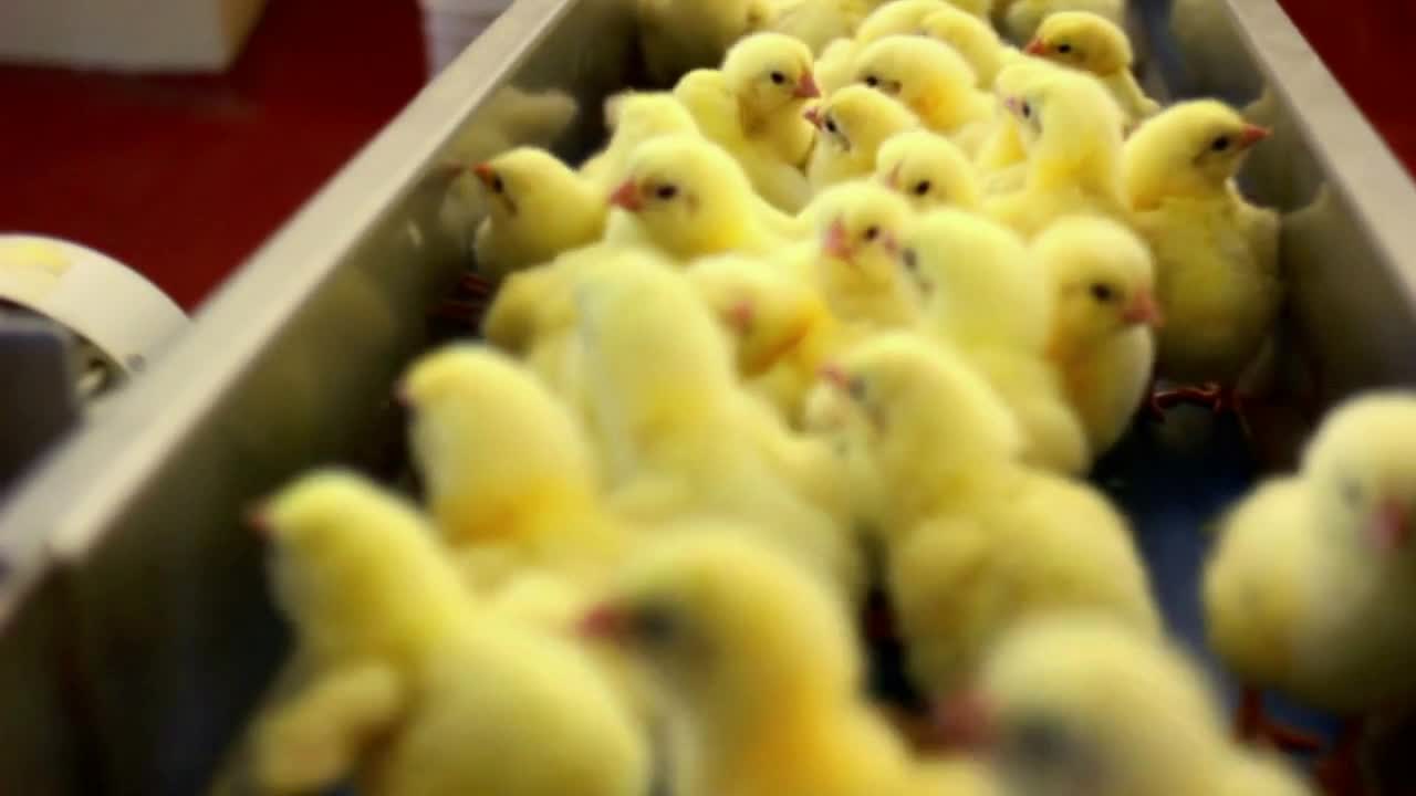 Automated sorting chickens on the conveyor belt of poultry farm