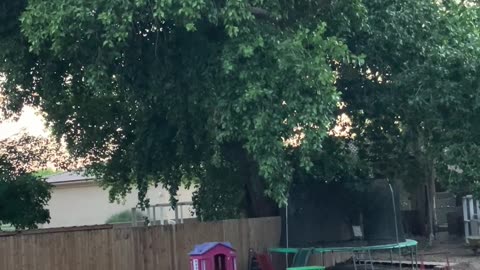 Old Cottonwood Tree Drops Huge Branch