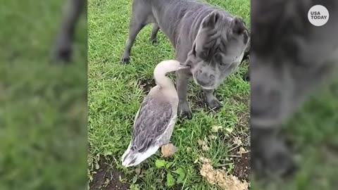 Garth the dog and a goose make adorable yet unlikely animal friends | USA TODAY