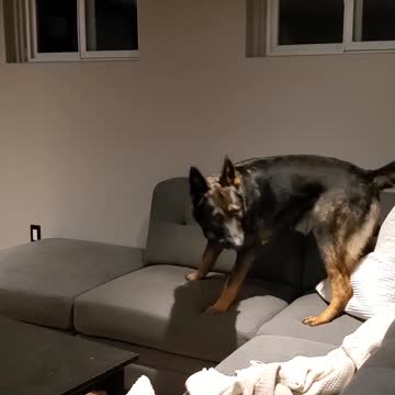 German Shepherd saves home from intruder