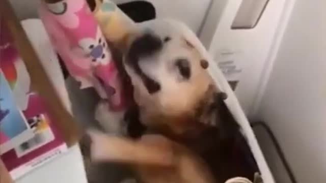 🤣 Funny animals fails moment | Try Not to Laugh!!!