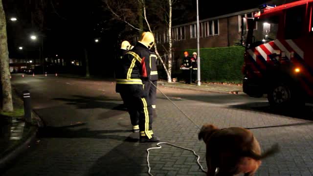 Friendly Dog Helps Firefighters Take Down A Damaged Tree