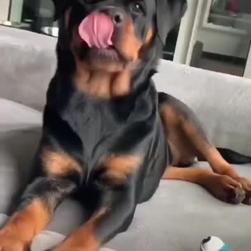 3 months VS 17 months and still baby rottweiler face 🤣😍 🥰 #Shorts #rottweiler #dogs