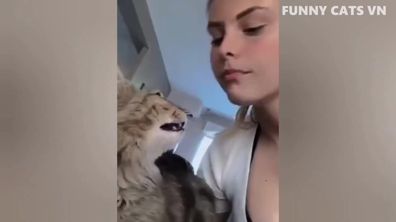 Best Funny Animal Videos 2022 - Funniest Cats