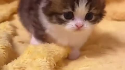 Cute and funny cat #cat #cute #kitten #pets #meow#shorts #dog