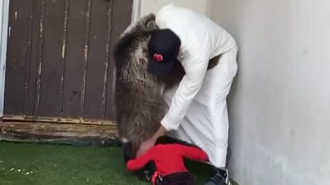 Amazing comedy with animals Bear and Monkey