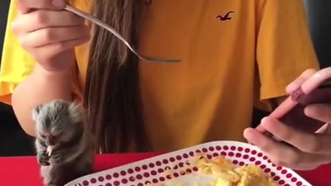 Rescue the smallest monkey in the world