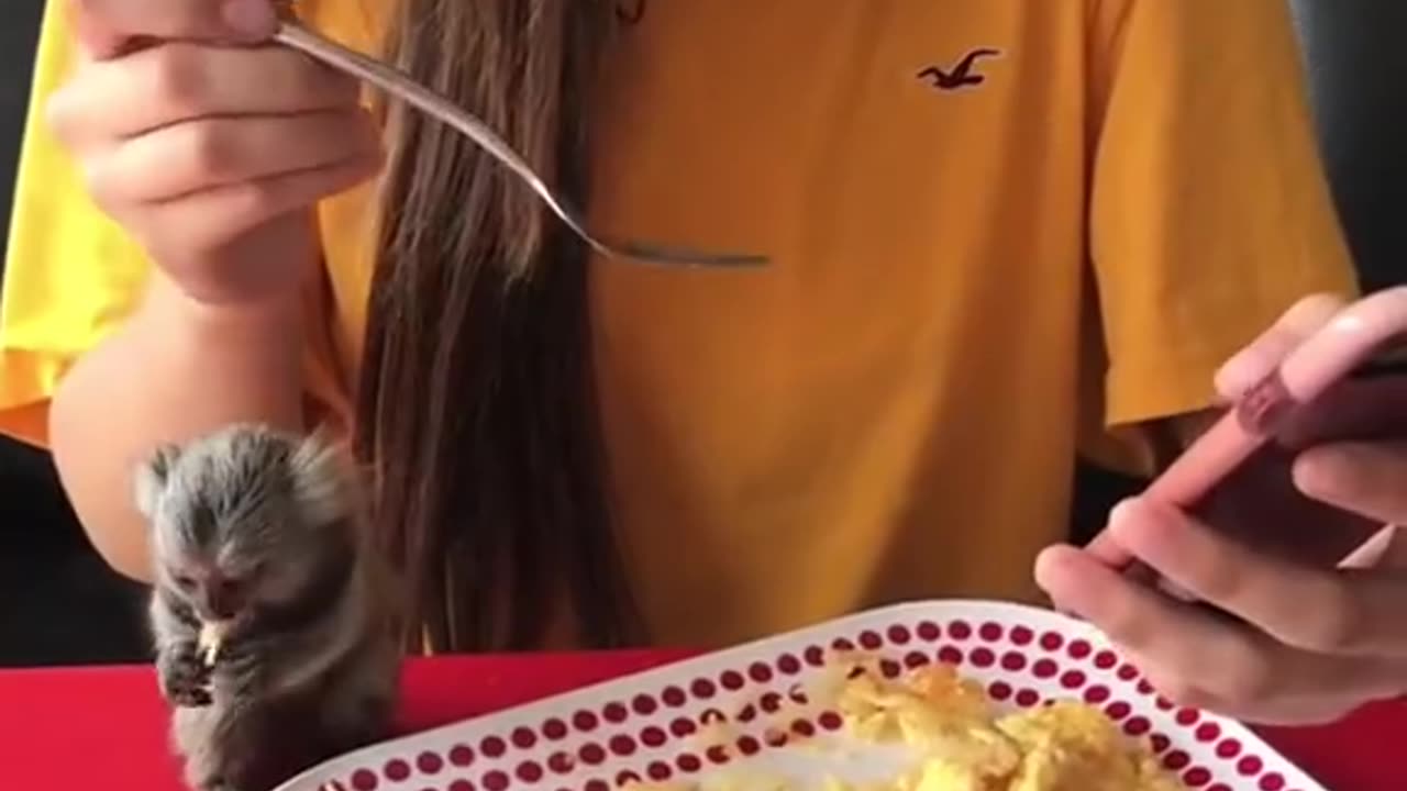 Rescue the smallest monkey in the world
