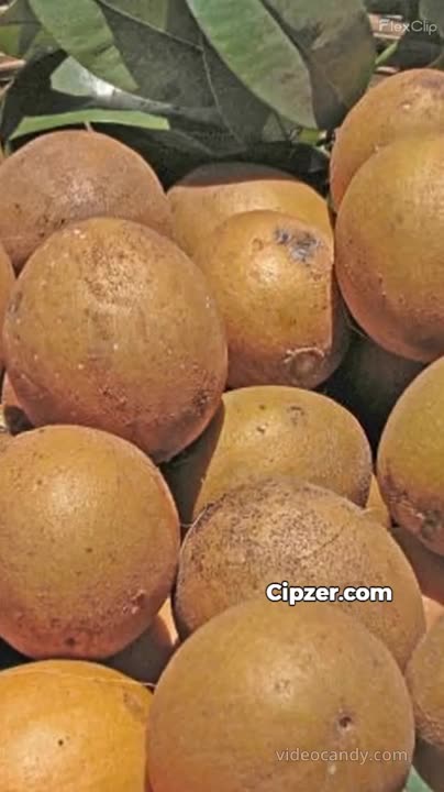 Many Benefits Of Chikoo
