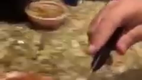 Man Feeds Raccoons Ice Cream Cake