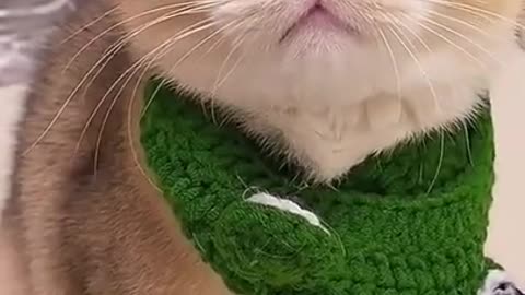 Cat With Giant EYES