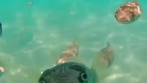 Lots of friends await underwater