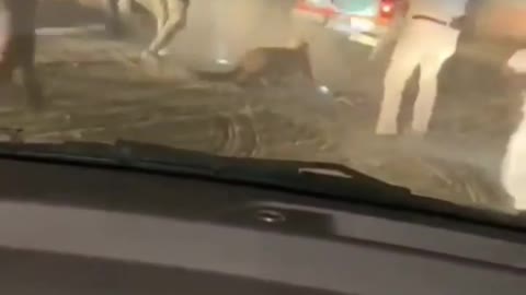Poor Leopard was beaten by authorities-This is Wrong!