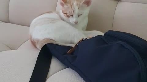 The cute cat is dozing on the sofa