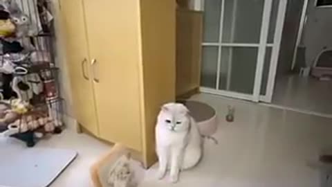 Very funny animals