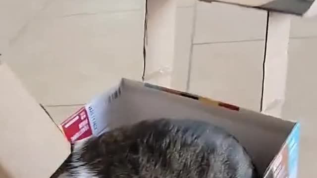Cute and Funny Cat Videos Compilation - PART 125