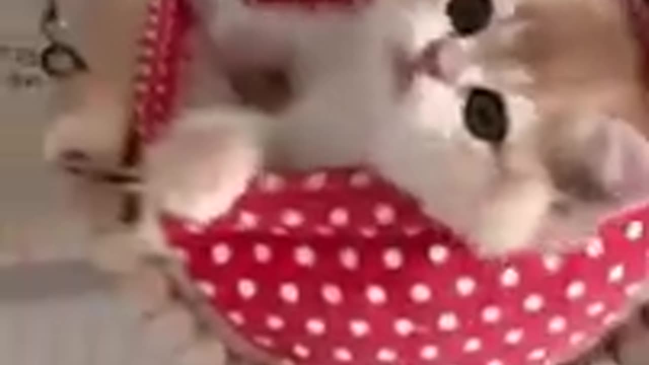 cute animals/funny video 2024