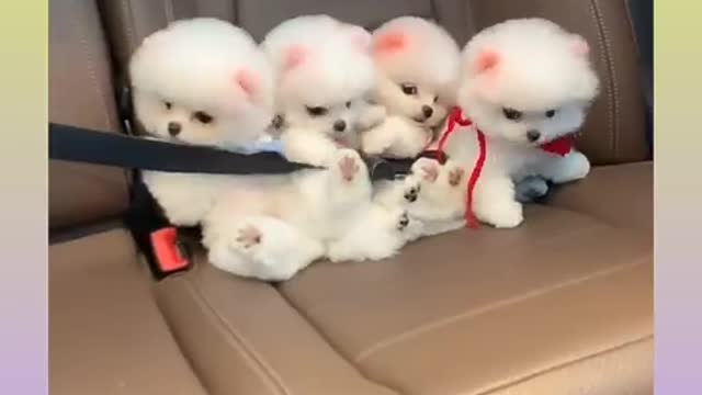 Cute animals videos)