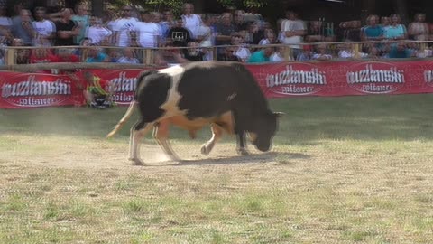 Zeko od Redžića vs Kukan od Karahodžića Stražbenica 2024