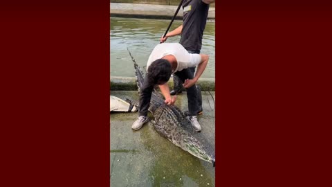 Catching crocodiles with electric shock .