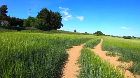 walking through the plantation