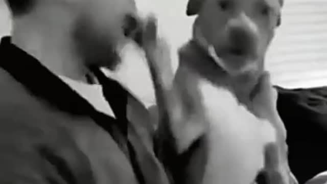 ✅ Slippery road and Dog hits owner 😍 Dog Videos Compilation feat. cats