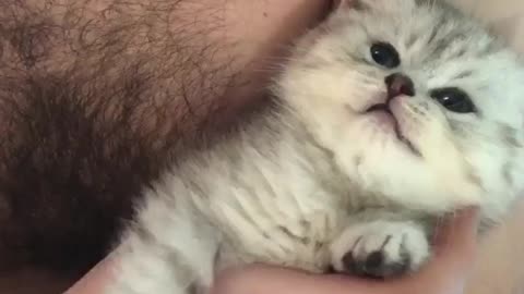 Cat Nice 2020