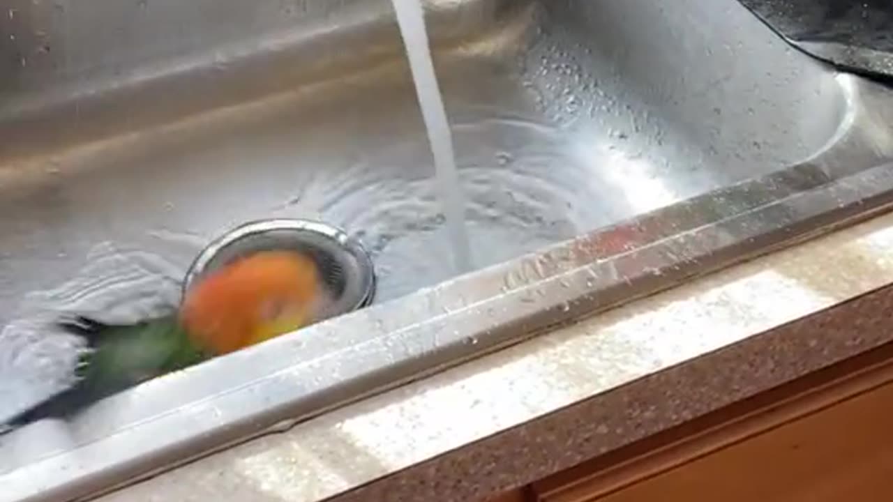 🦜🦜🦜🦜🦜🦜