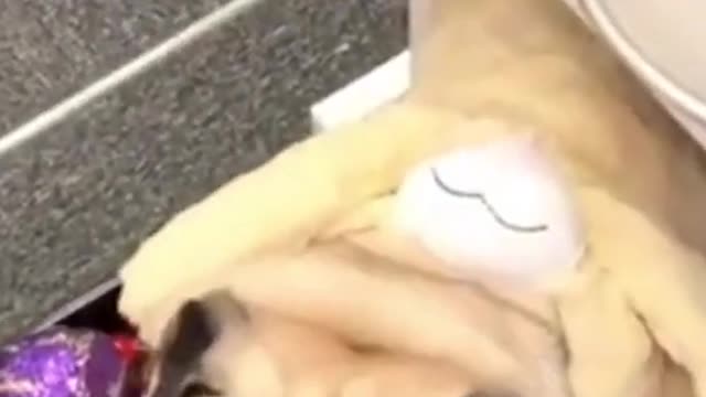 O cachorrinho se escondeu dentro da gaveta