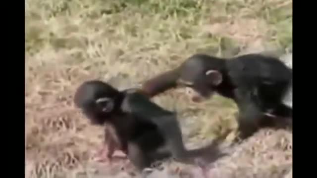 Funny animals videos