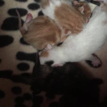 Snuggling Newborn Kittens In A Kitten Scrum, Tiny Kitten Flops Over